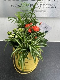 Planted Arrangement in Hatbox