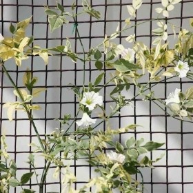 50MM BROWN CLIMBING PLANT & FENCING MESH