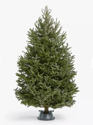 FRASER FIR