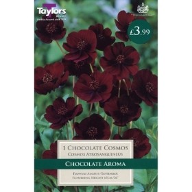 1 CHOCOLATE COSMOS