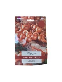 12 RED SUN SHALLOTS