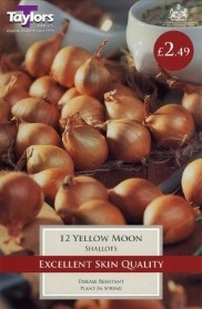 12 YELLOW MOON SHALLOTS