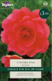 3 BEGONIA DOUBLE PINK