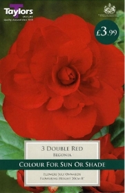3 BEGONIA DOUBLE RED