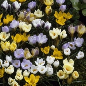 30 SPECIES MIXED CROCUS