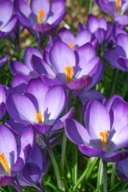 35 RUBY GIANT CROCUS TOMMASINIANUS