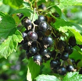 BLACK CURRANT BALDWIN 4L