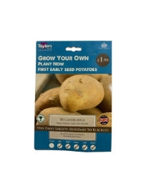 TAYLORS CASABLANCA X 10 FIRST EARLY SEED POTATOES