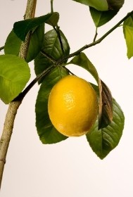 CITRUS MEYERS LEMON 3L