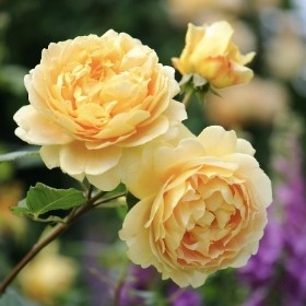 DAVID AUSTIN GOLDEN CELEBRATION ROSE