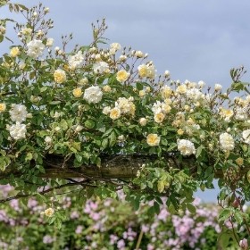 DAVID AUSTIN MALVERN HILLS ROSE