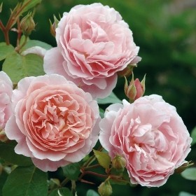 DAVID AUSTIN STRAWBERRY HILL CLIMBING ROSE