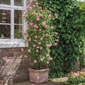 DAVID AUSTIN STRAWBERRY HILL CLIMBING ROSE