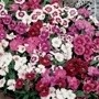 DIANTHUS FESTIVAL 20 PACK (SWEET WILLIAM)