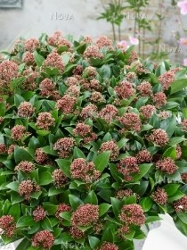 DWARF SKIMMIA PINK DWARF 3L