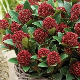 DWARF SKIMMIA RED DWARF 5L