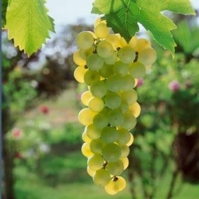 GRAPE VINE MIXED VARIETIES 3L