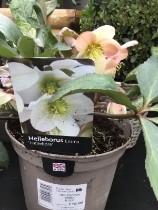 HELLEBORUS EMMA 2L