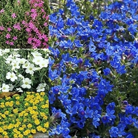 MIXED ALPINES   OFFERS AVAILABLE