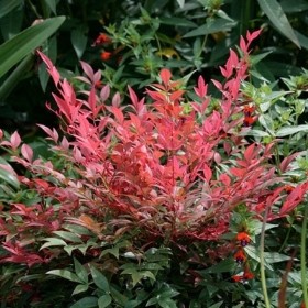 NANDINA OBSESSED 5L