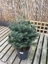 PICEA PUNGENS GLAUCA 4L