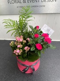 Planted Arrangement in Hatbox