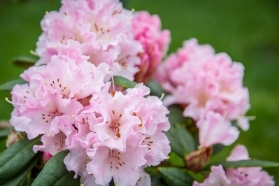 RHODODENDRON CHRISTMAS CHEER 10L