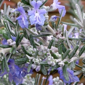 ROSEMARY WHITEWATER SILVER
