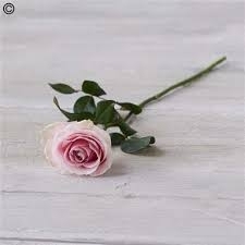 Single Rose
