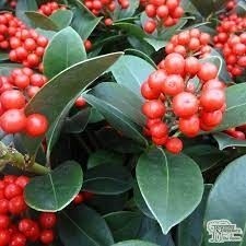 SKIMMIA FOREMANII 3L