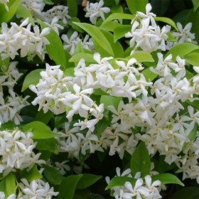 TRACHELOSPERMUM JASMINOIDES CLIMBER (STAR JASMINE)