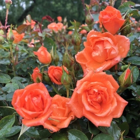 WILDFIRE PATIO ROSE 3L